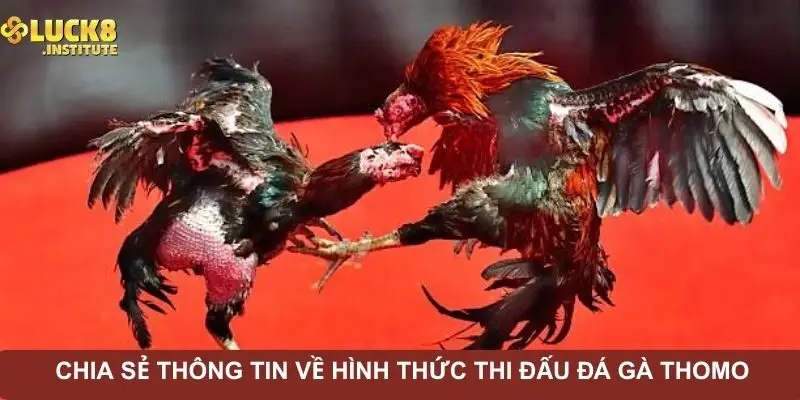 chia-se-thong-tin-ve-hinh-thuc-thi-dau-da-ga-thomo